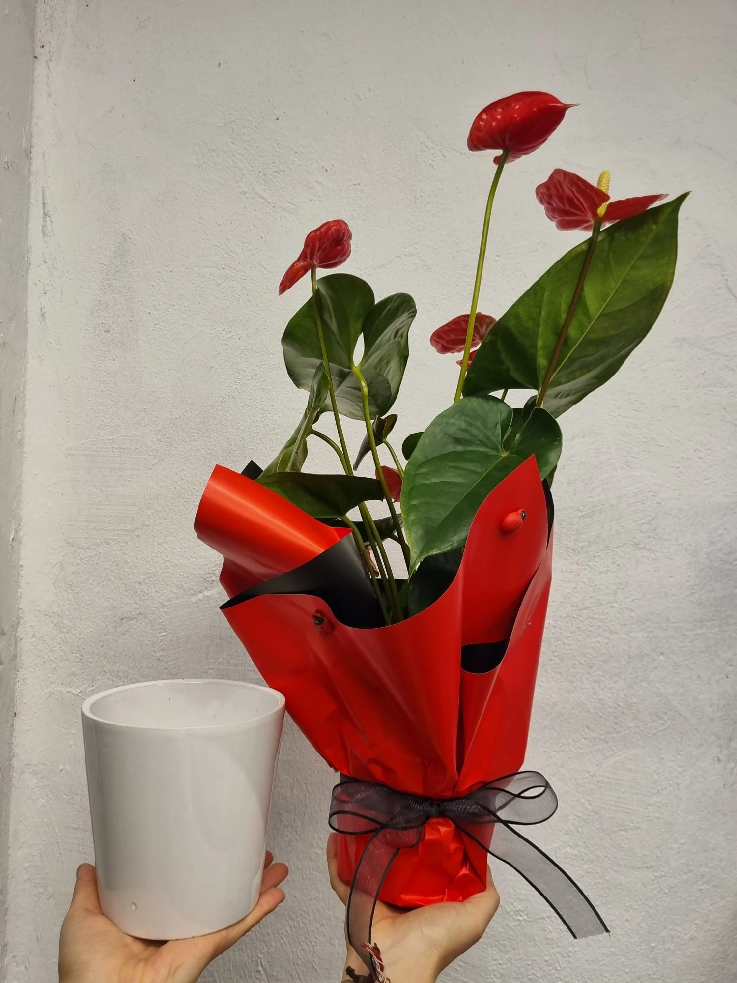 Seasonal Flowers in Antalya — Freshness and Beauty All Year Round