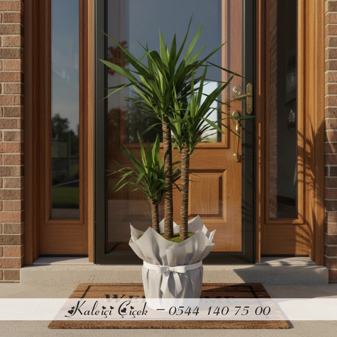 3'Lü İthal Yucca Çiçeği