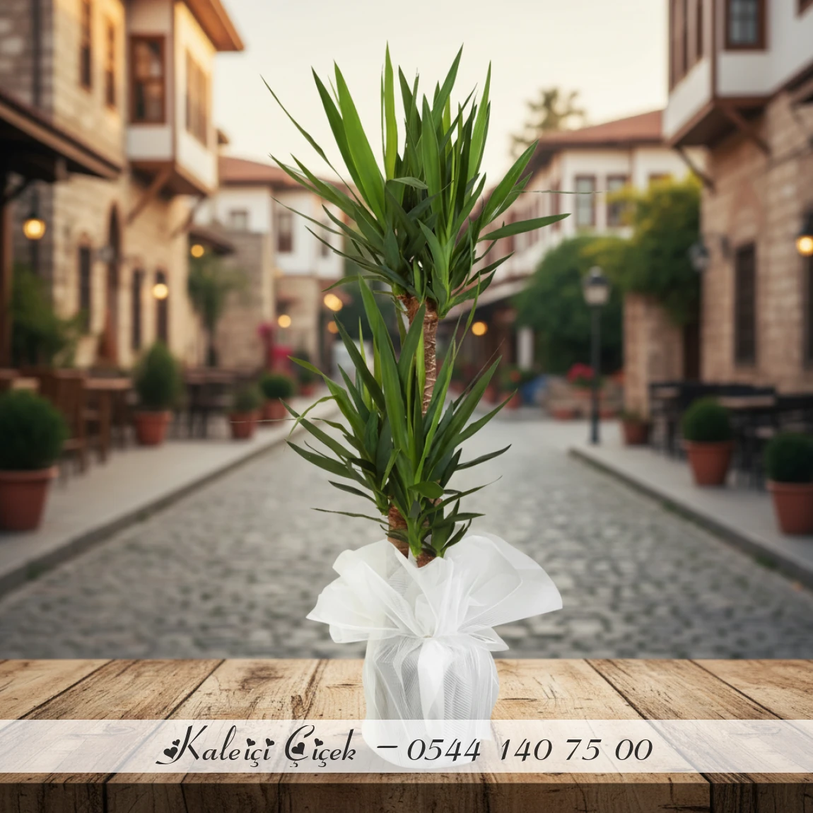 3'Lü İthal Yucca Çiçeği
