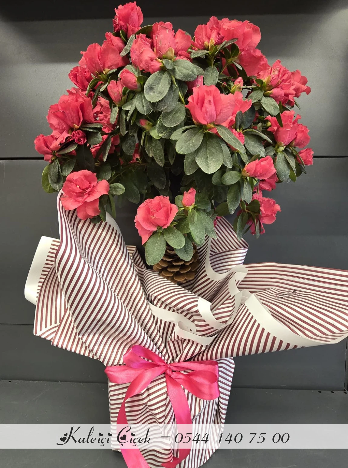 Açelya Baston Kırmızı Büyük Boy İthal