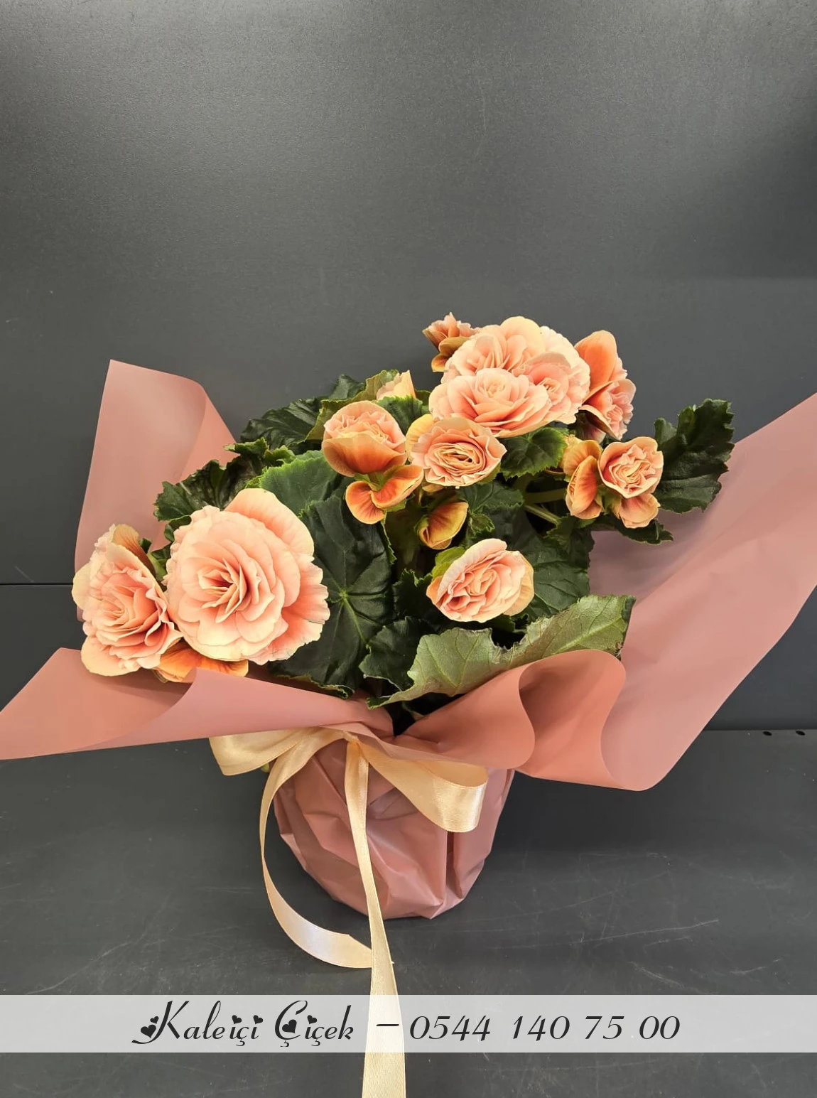 Açelya Saksıda Turuncu İthal