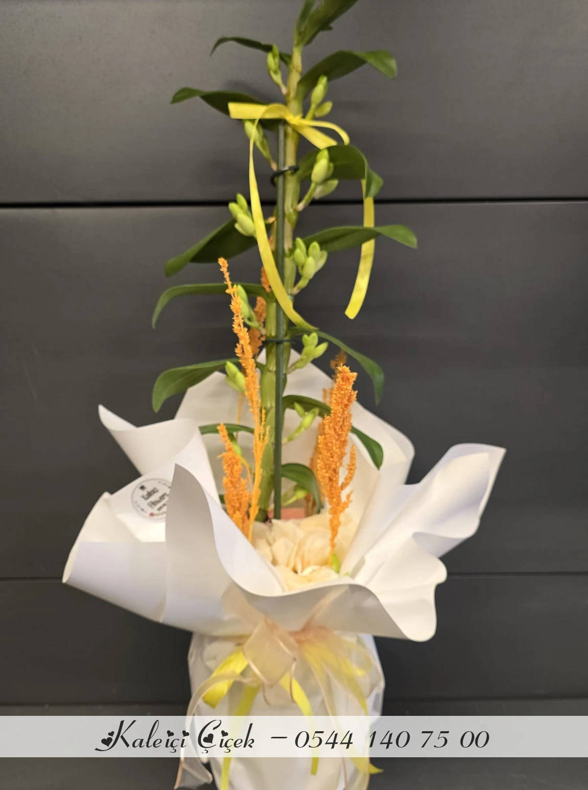 Bambu Orkide Dendrobium İthal Büyük Boy