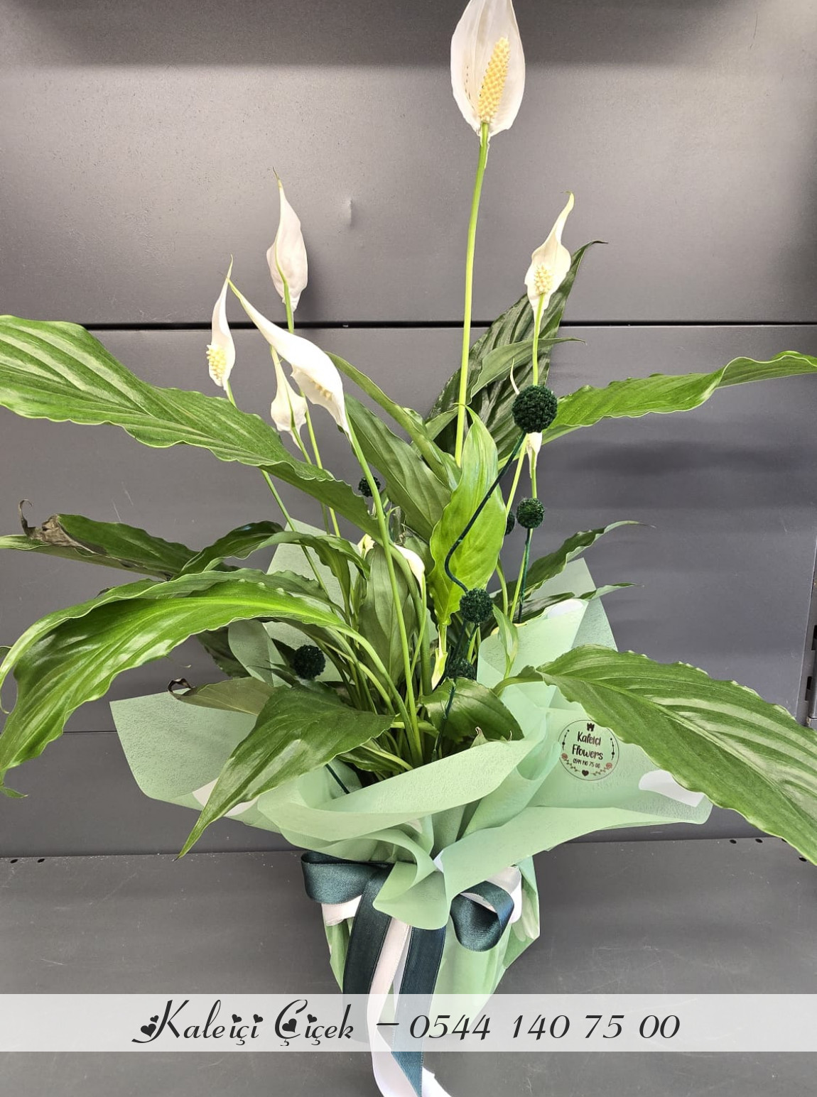 Barış Çiçeği Orta Boy