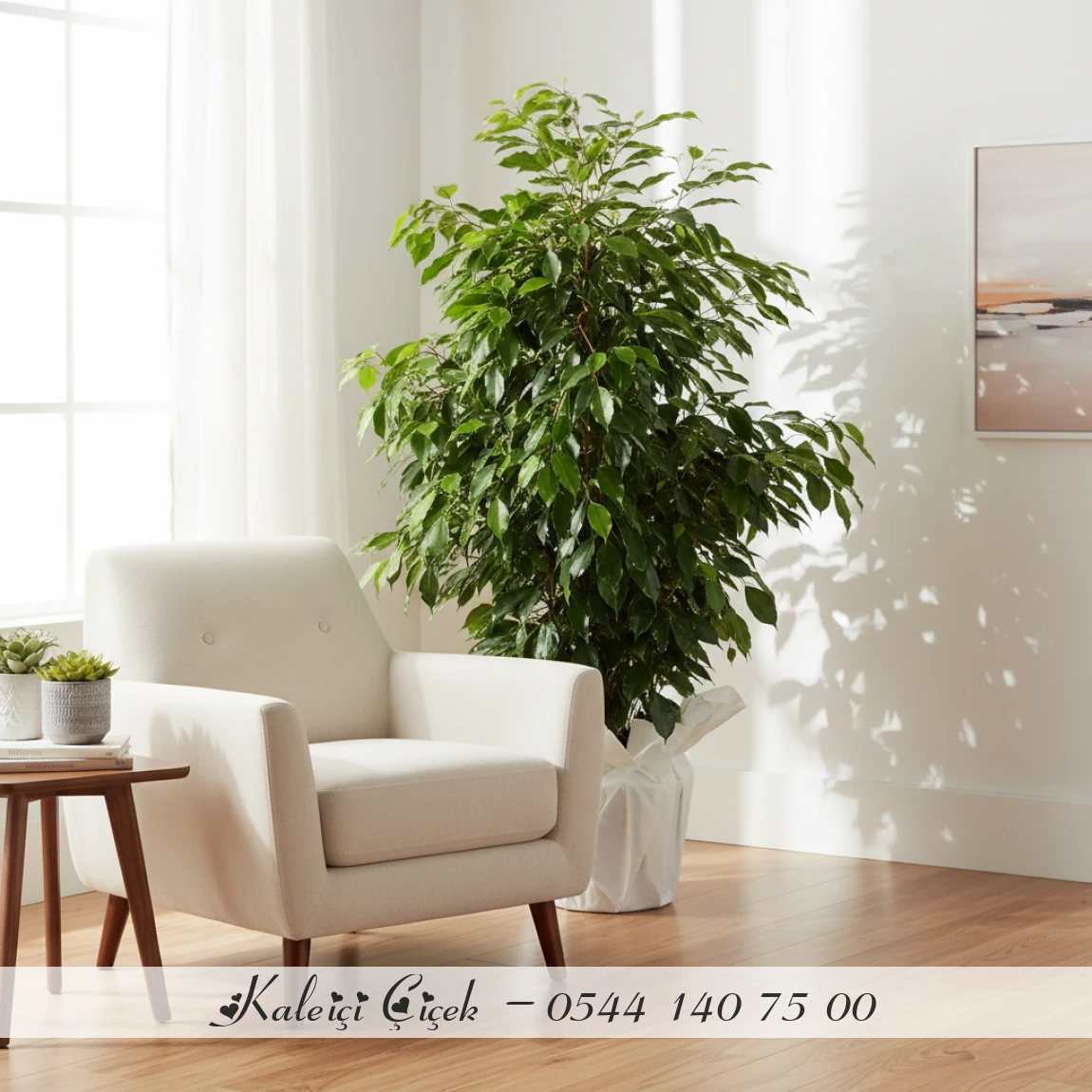 Büyük Boy Ficus Benjamin