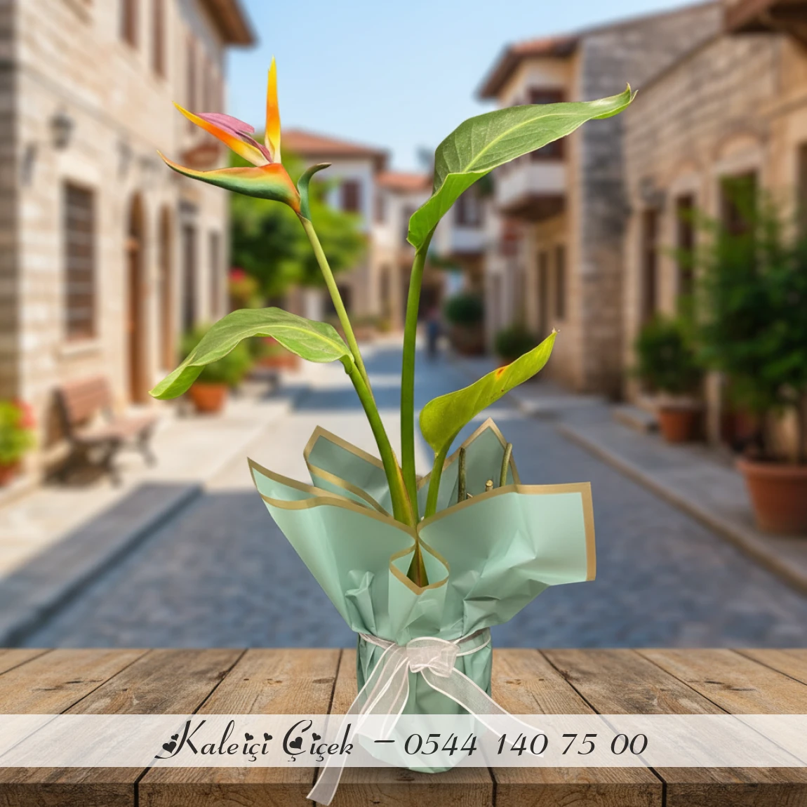 Cennet Kuşu Bitkisi