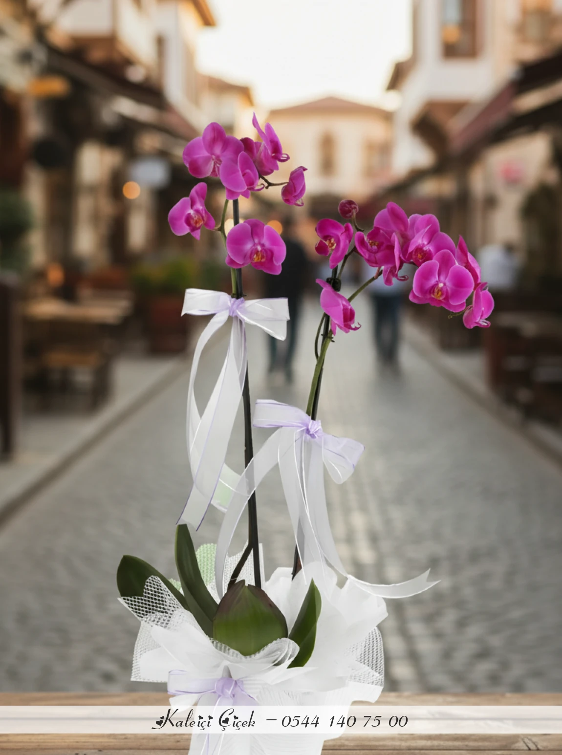 Çift Dal Aşılı İthal 1.Sınıf Fuşya Orkide