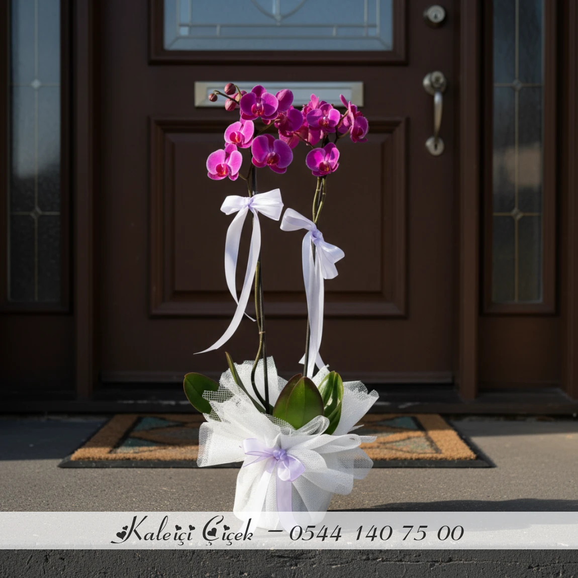 Çift Dal Aşılı İthal 1.Sınıf Fuşya Orkide