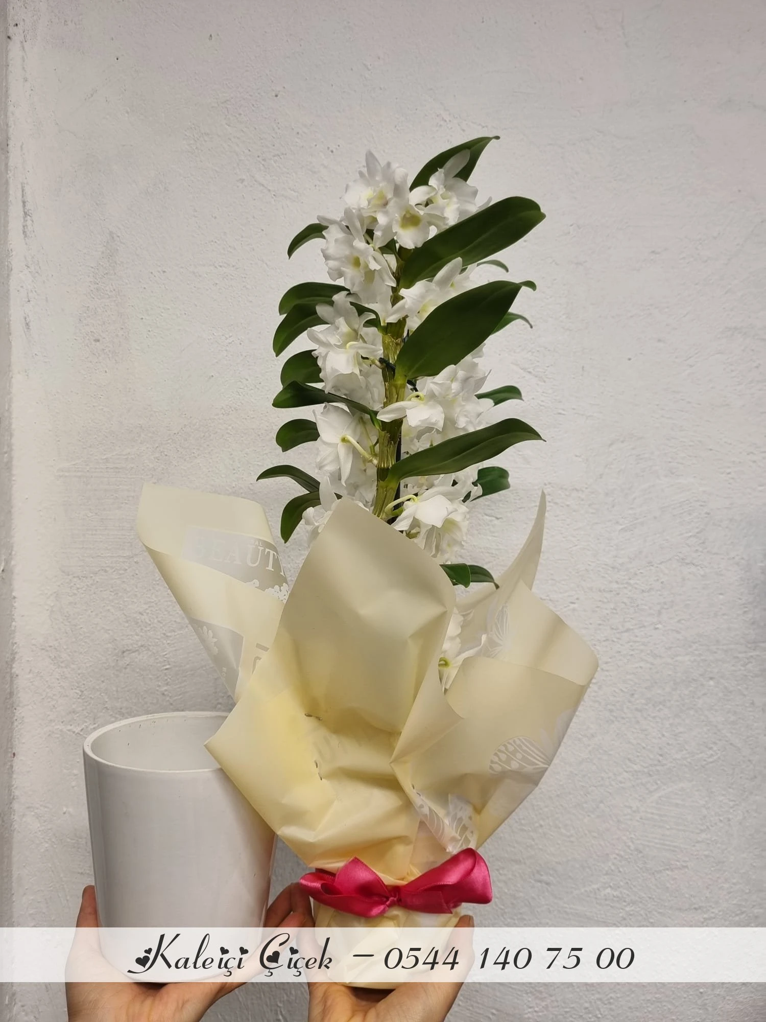 Dendrobiyum Bambu Orkide Seramik Saksılı