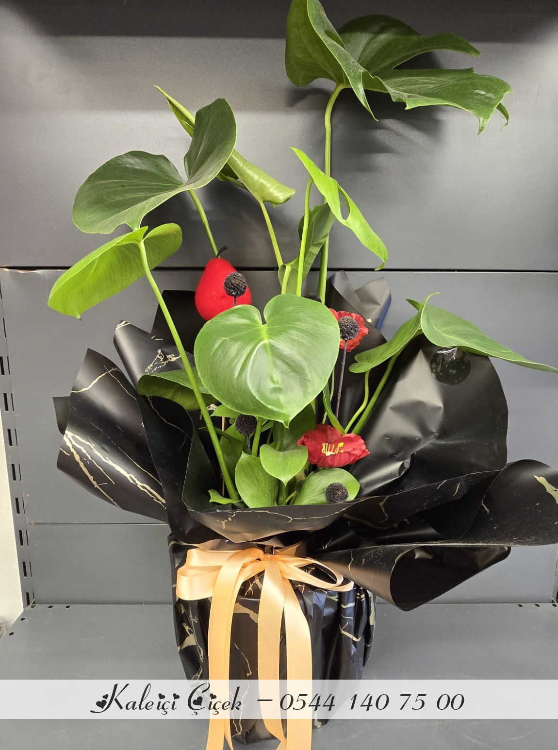 Deve Tabanı İthal Saksı Boy