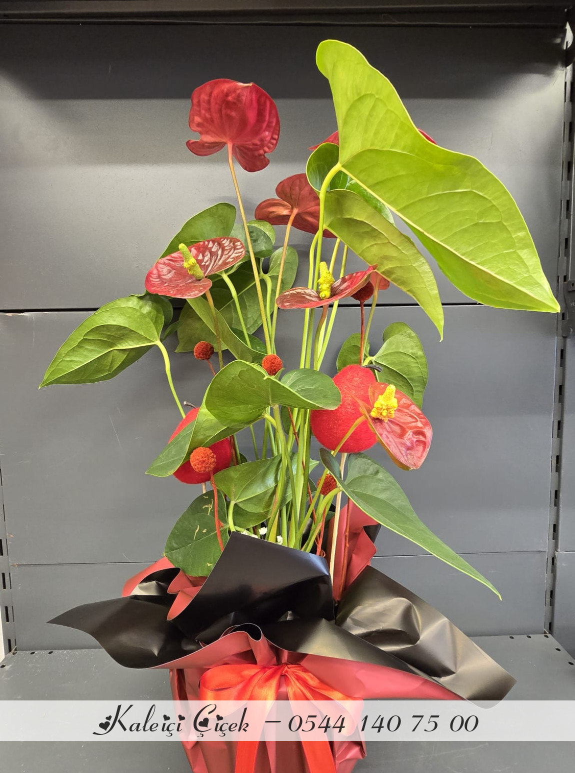 Kırmızı Antoryum Orta Boy İthal