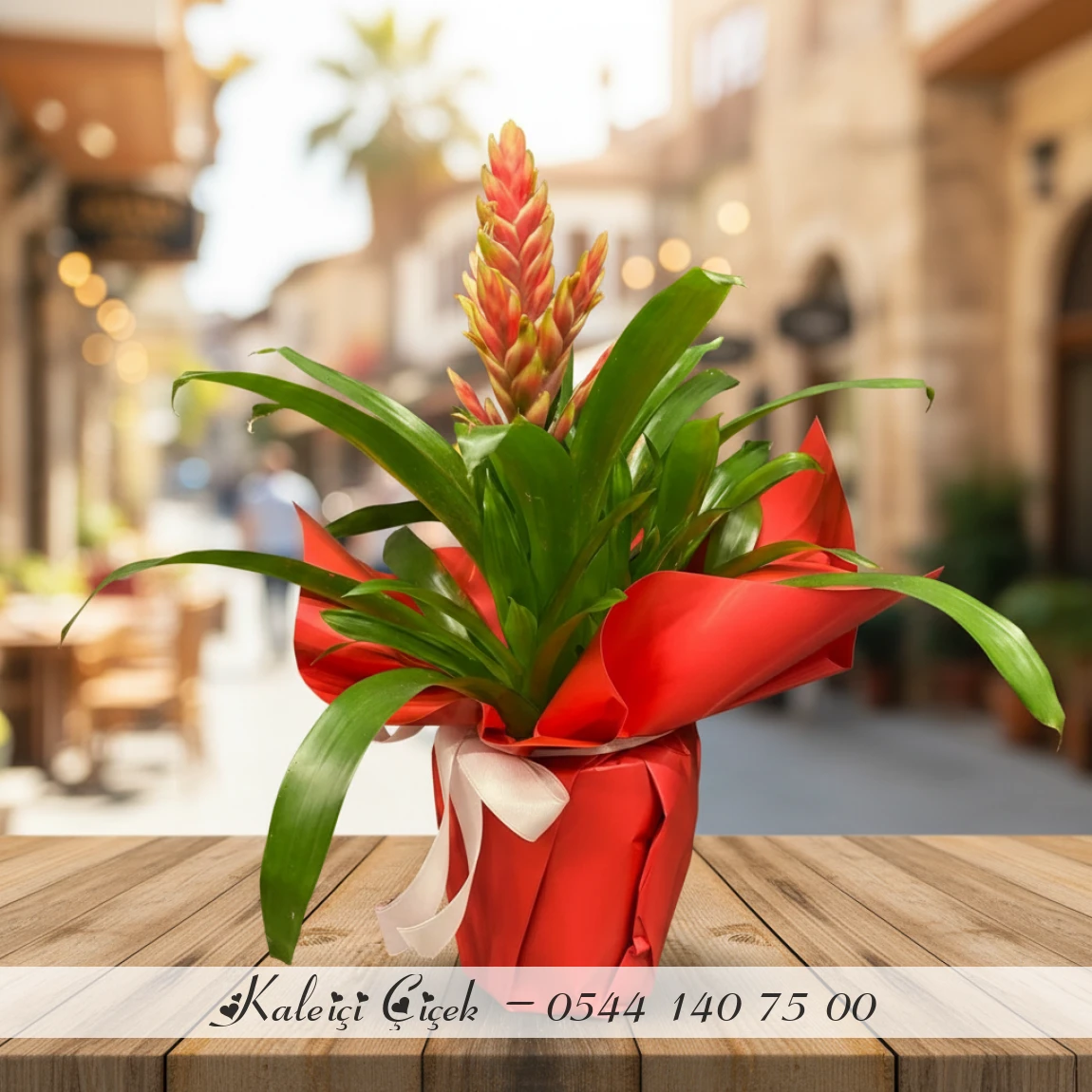 Kırmızı Grezya Bitkisi