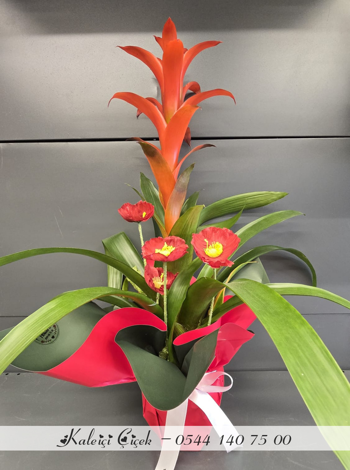 Kırmızı Guzmanya Büyük Boy İthal