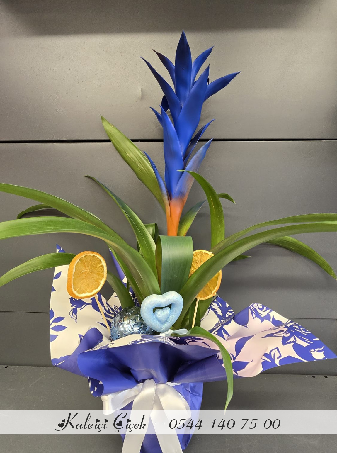 Mavi Guzmania Büyük Boy İthal