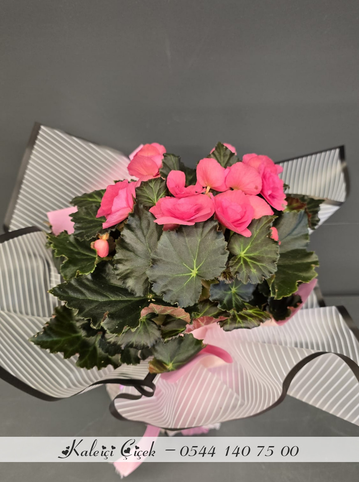 Açelya Saksıda Pembe İthal