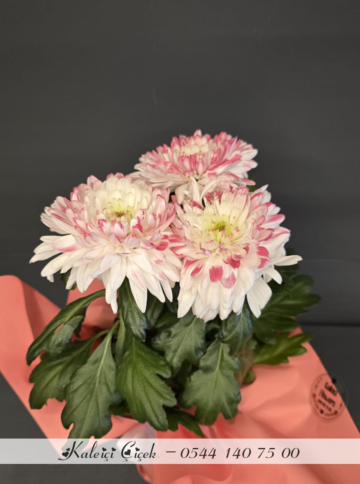 Saksıda İthal Anastasia Kırmızı