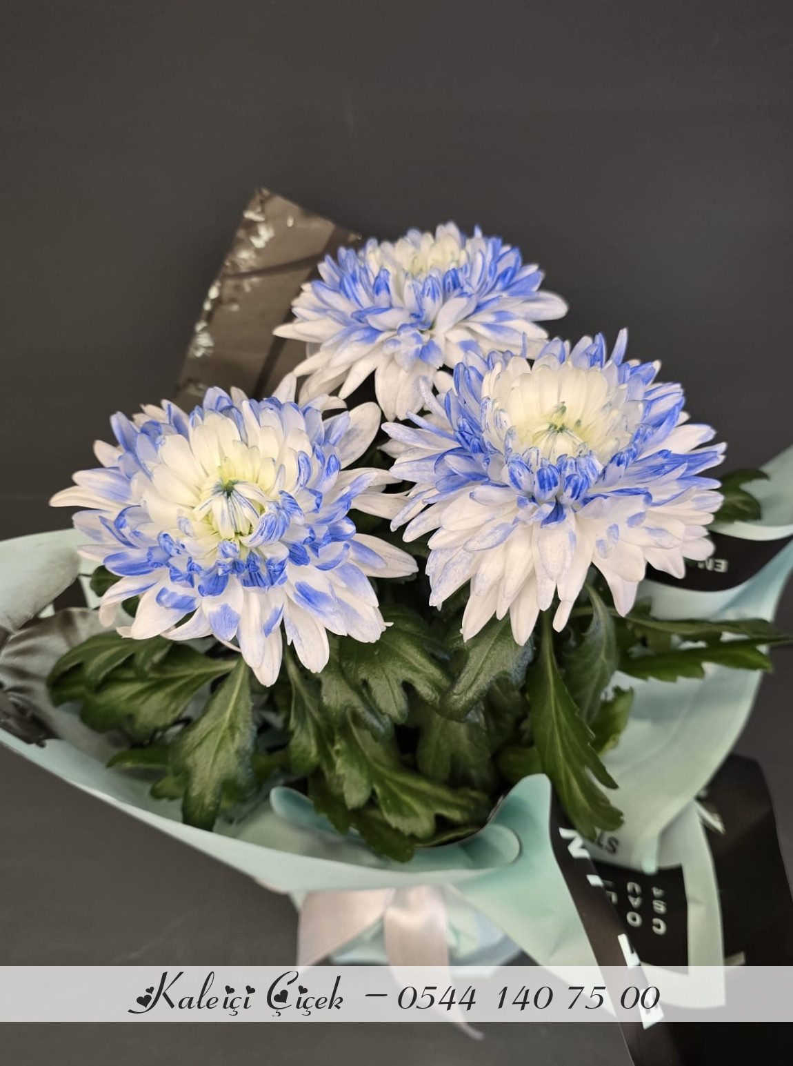 Saksıda İthal Anastasia Mavi