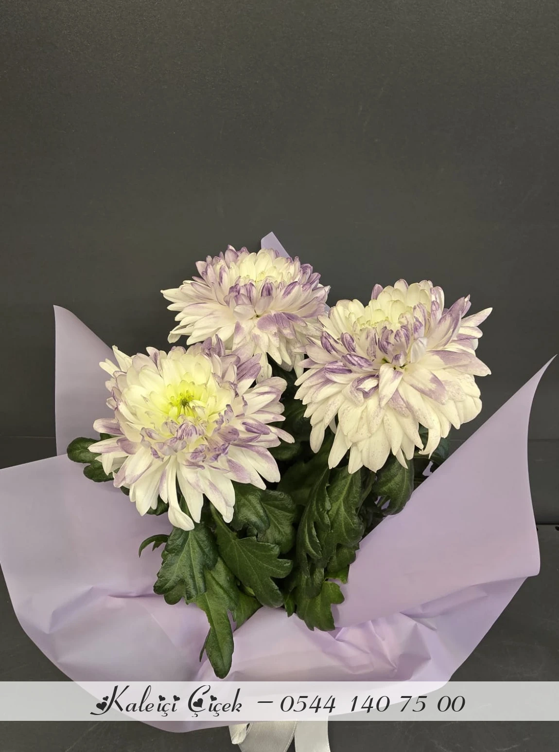 Saksıda İthal Anastasia Mor