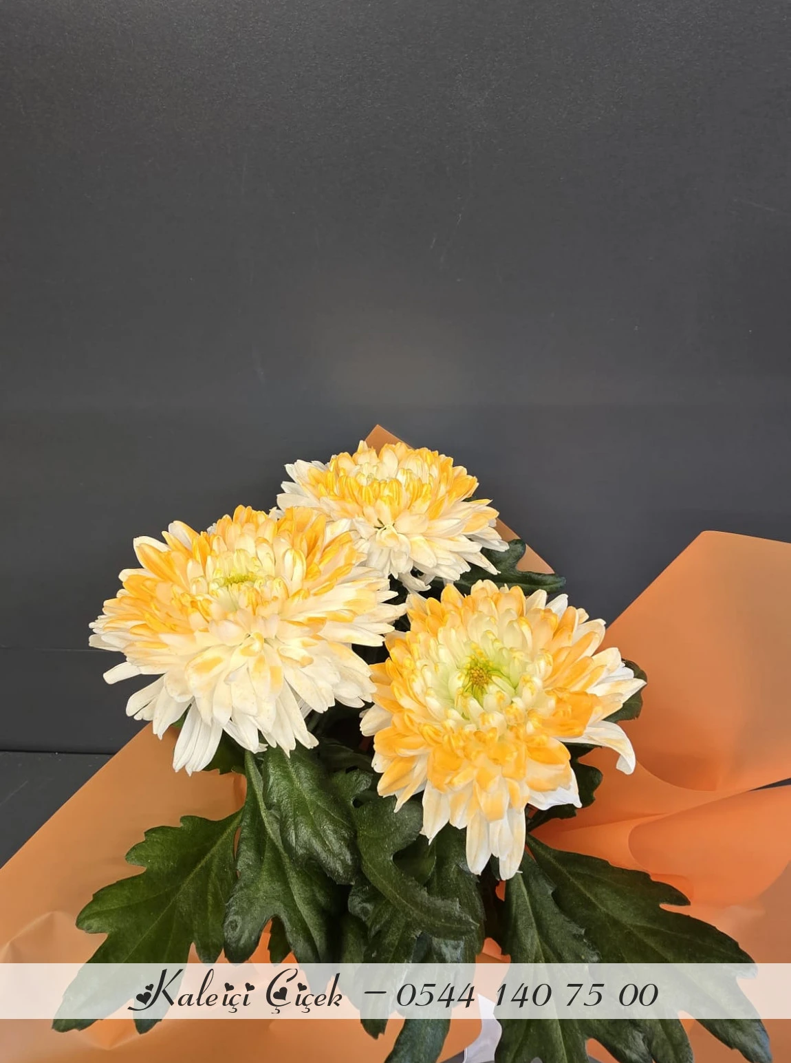 Saksıda İthal Anastasia Sarı