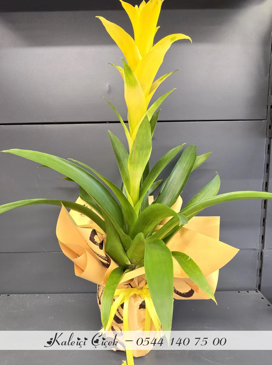 Sarı Guzmanya İthal Büyük Boy