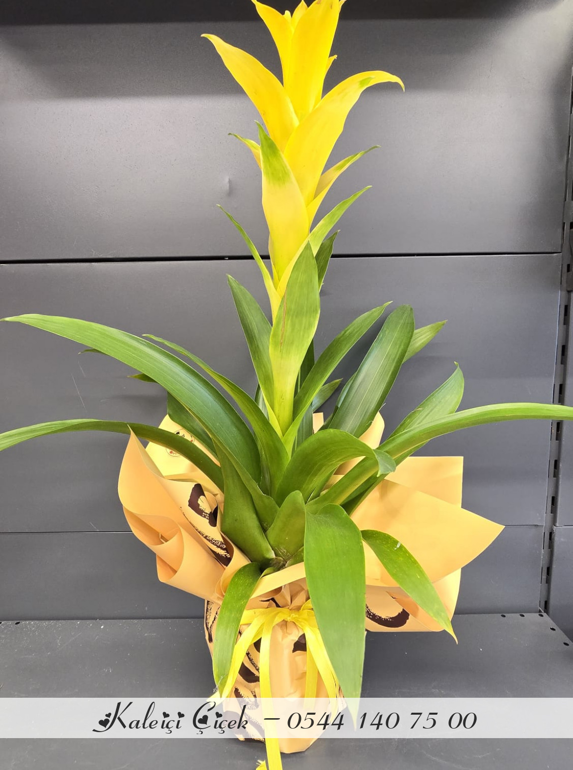 Sarı Guzmanya İthal Büyük Boy