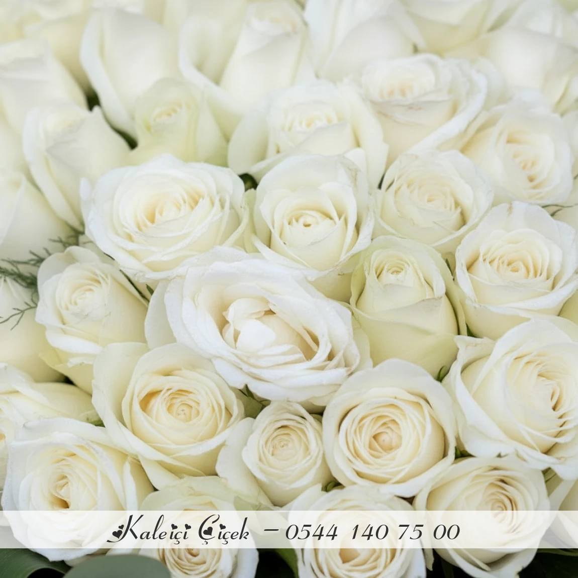 101 Adet Beyaz İthal Güller 70Cm