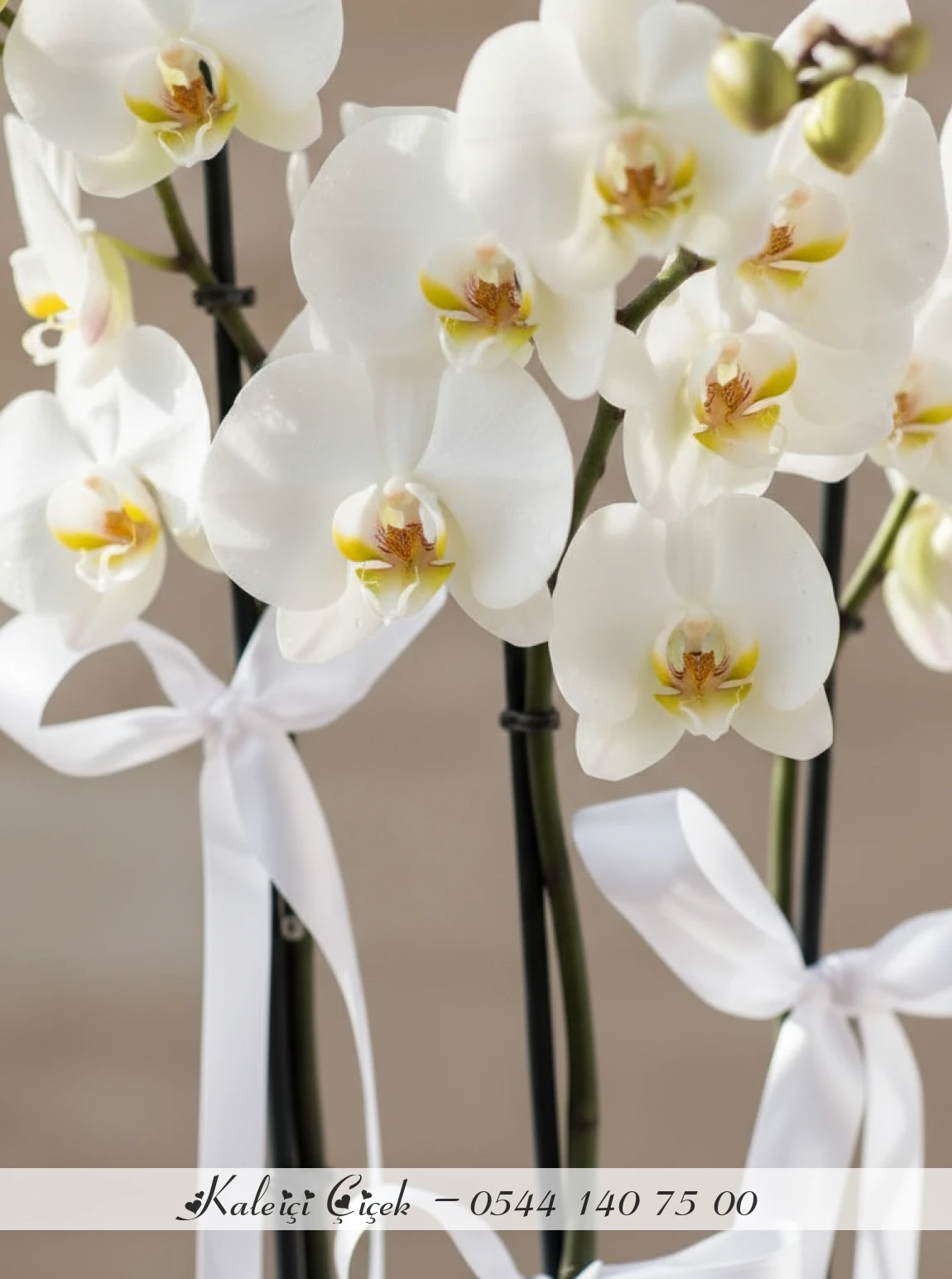 3 Dallı Beyaz Orkide