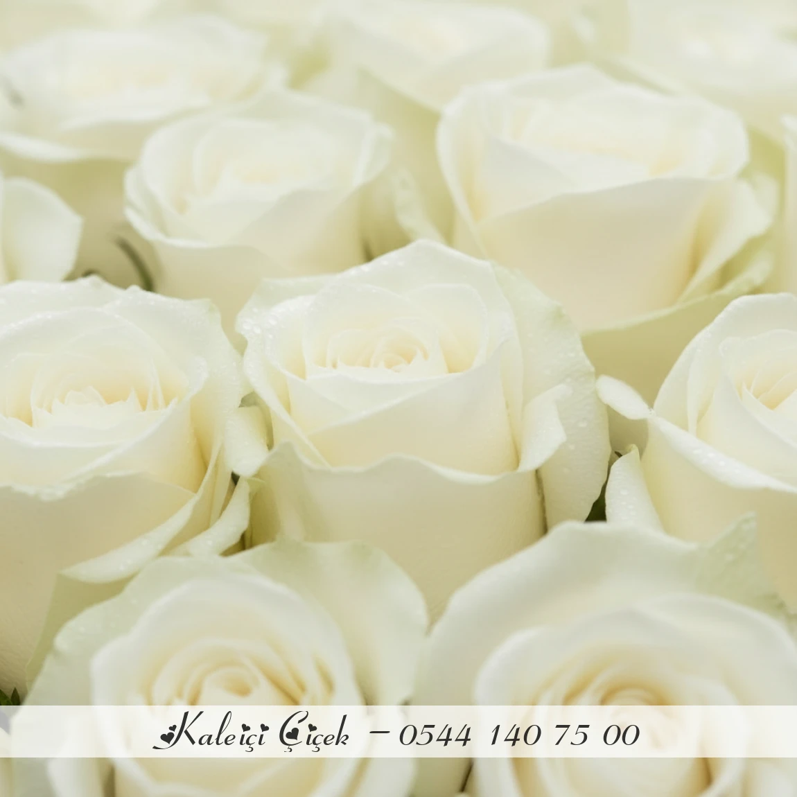 41 Adet Beyaz Gül