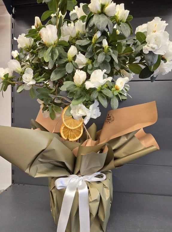 Açelya Baston Beyaz Büyük Boy İthal