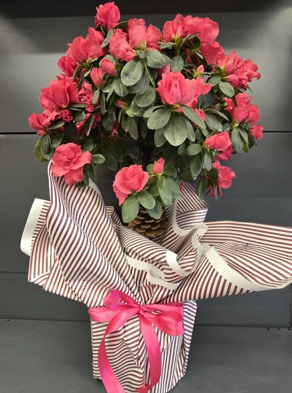 Açelya Baston Kırmızı Büyük Boy İthal