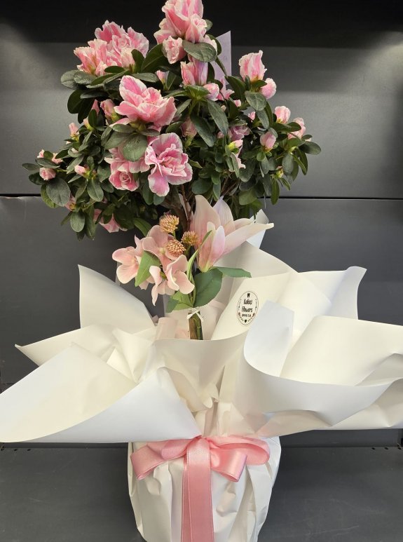 Açelya Baston Pembe Büyük Boy İthal