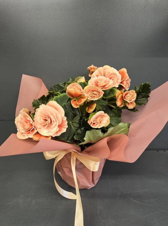 Açelya Saksıda Turuncu İthal