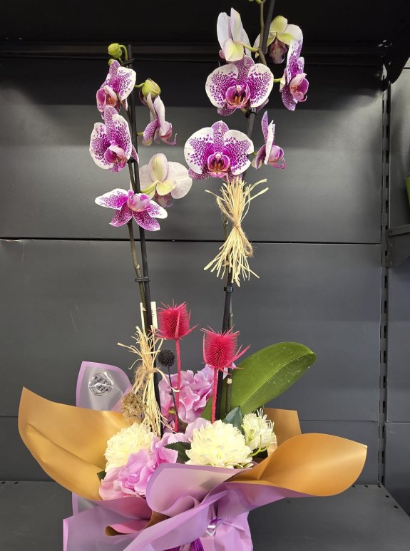 Aranjmanlı Benekli Orkide Büyük Boy İthal