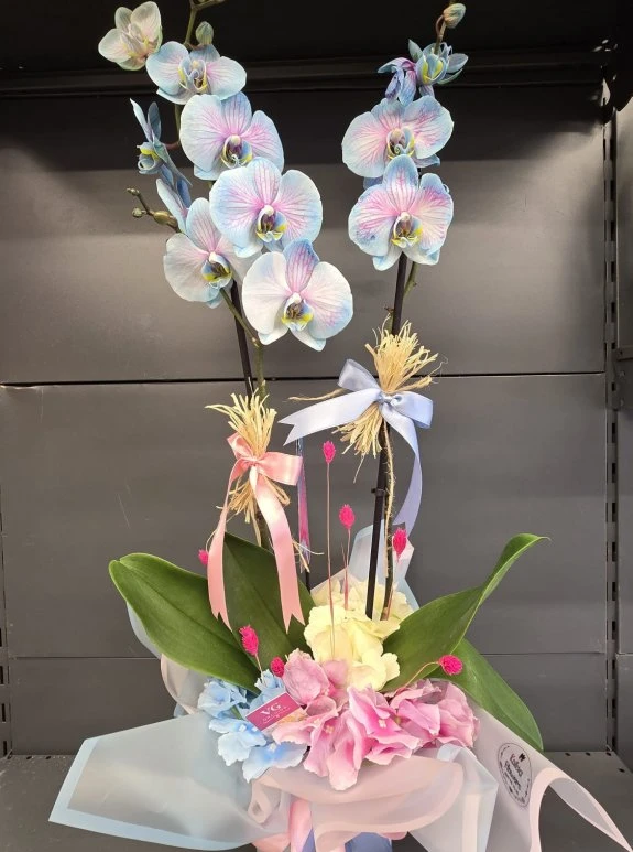 Aranjmanlı Mavi Orkide Kırçınlı Büyük Boy İthal