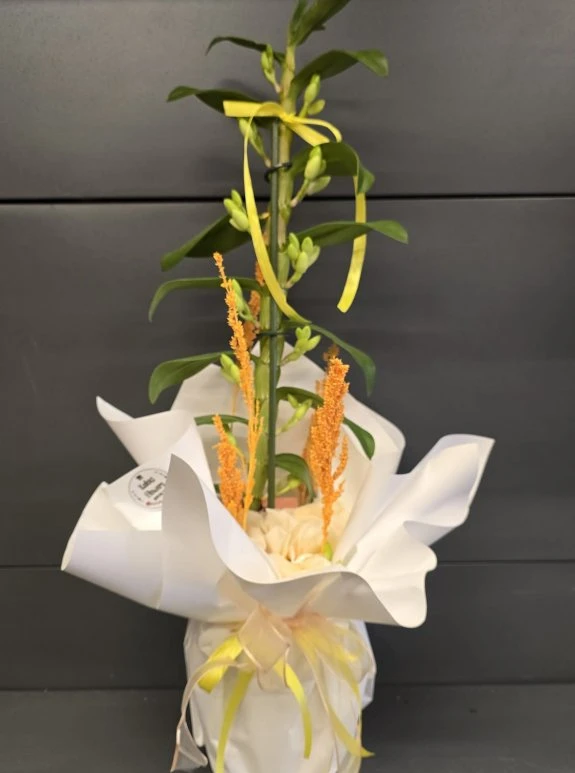 Bambu Orkide Dendrobium İthal Büyük Boy