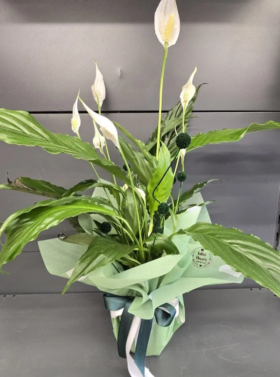 Barış Çiçeği Orta Boy