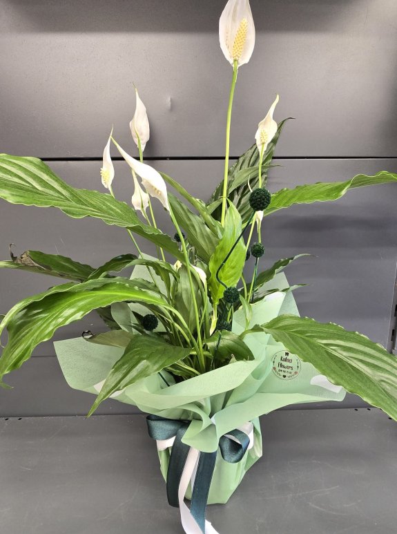 Barış Çiçeği Orta Boy