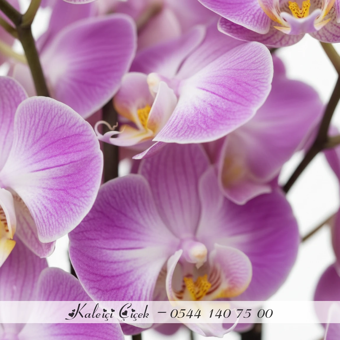 Benekli Orkide