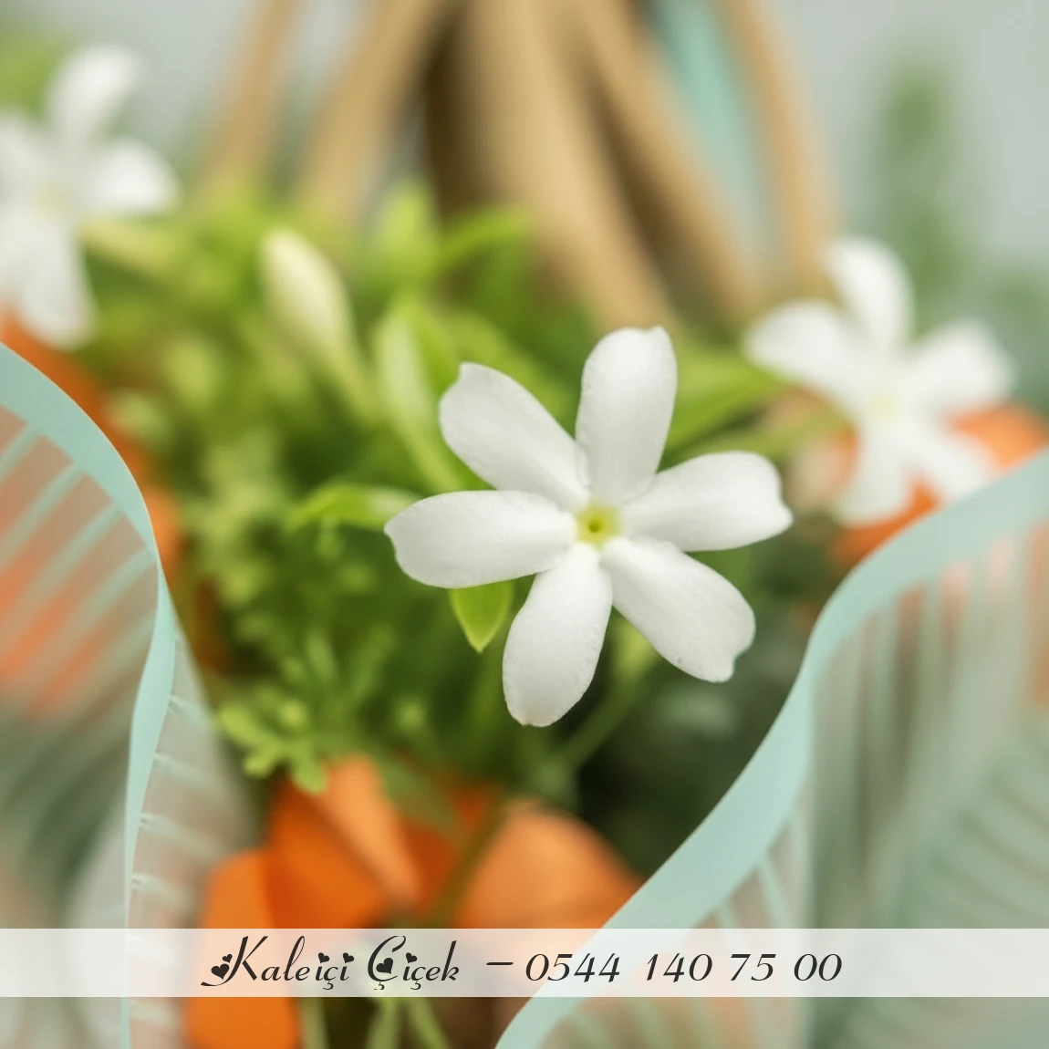 Bereket Getiren Para Ağacı