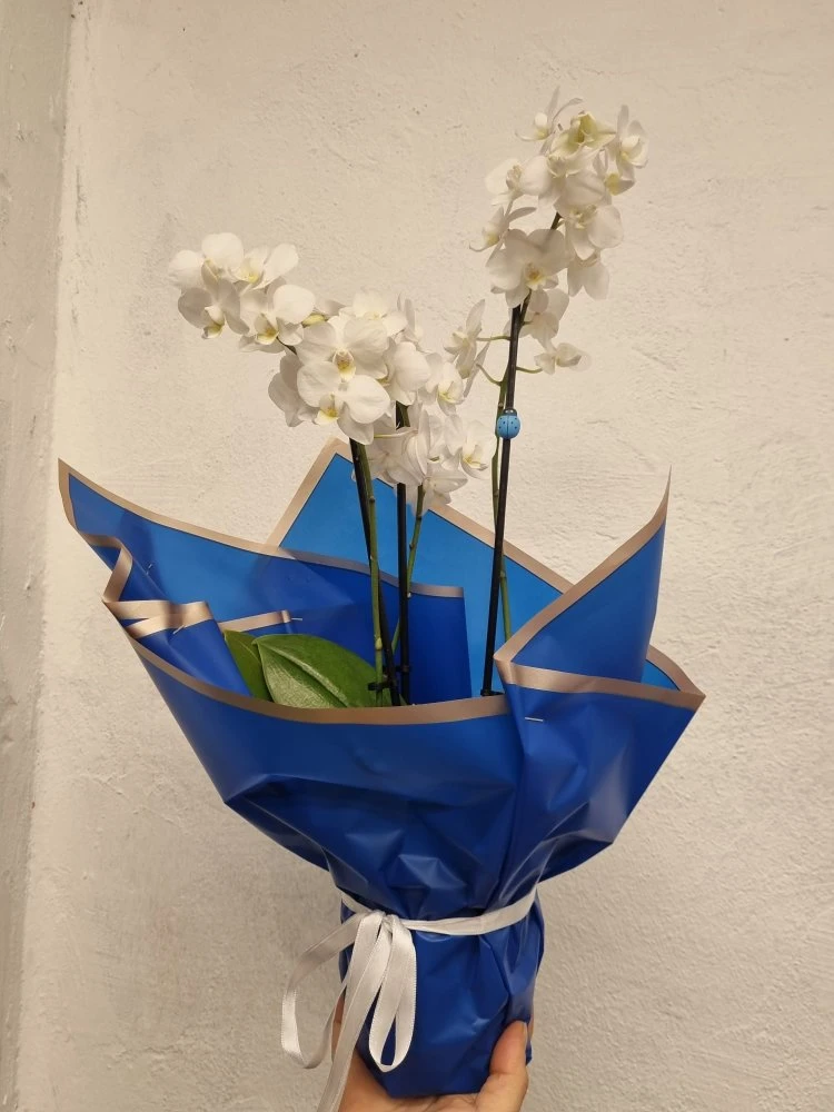 Beyaz Çift Dal Orkide