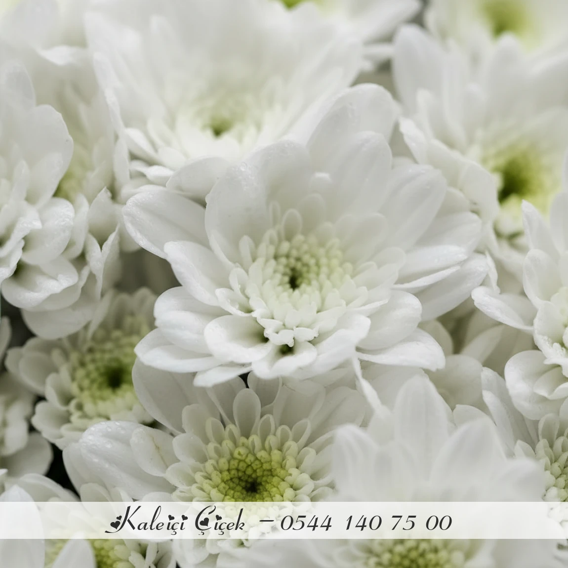 Beyaz Krizantemlerle Saf Zarafet Buketi