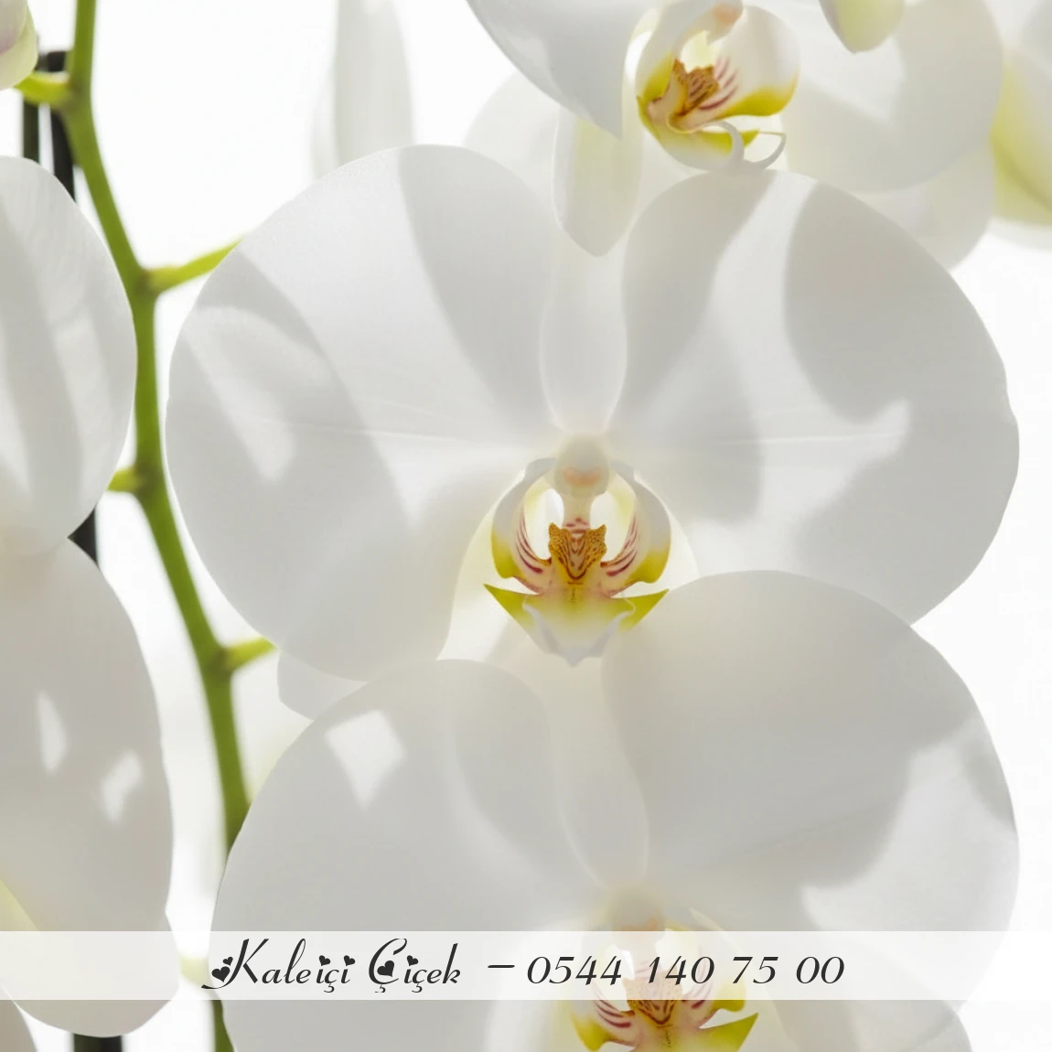 Çift Dallı Beyaz Orkide