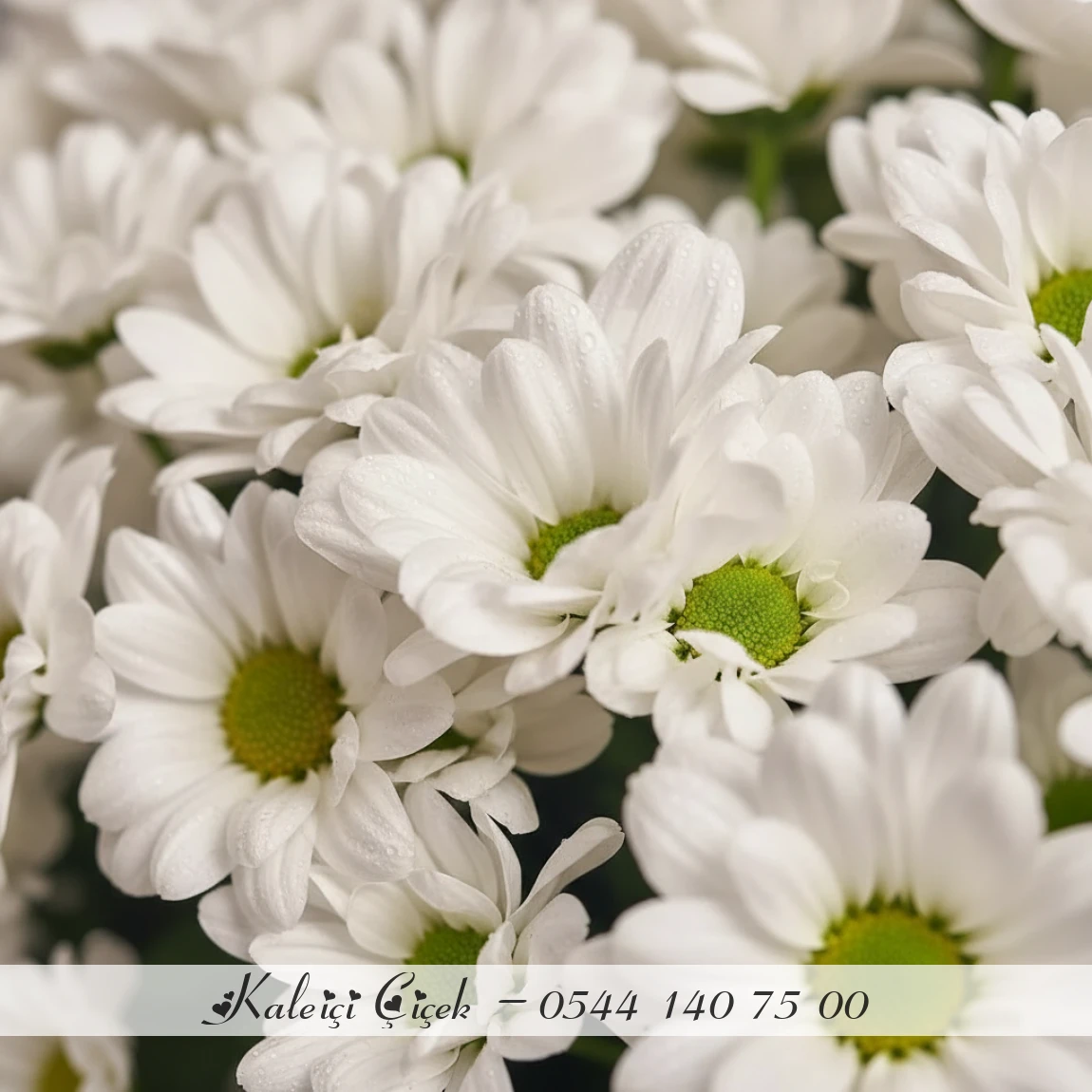 Beyaz Papatyalar Zamansız Şıklık Buketi