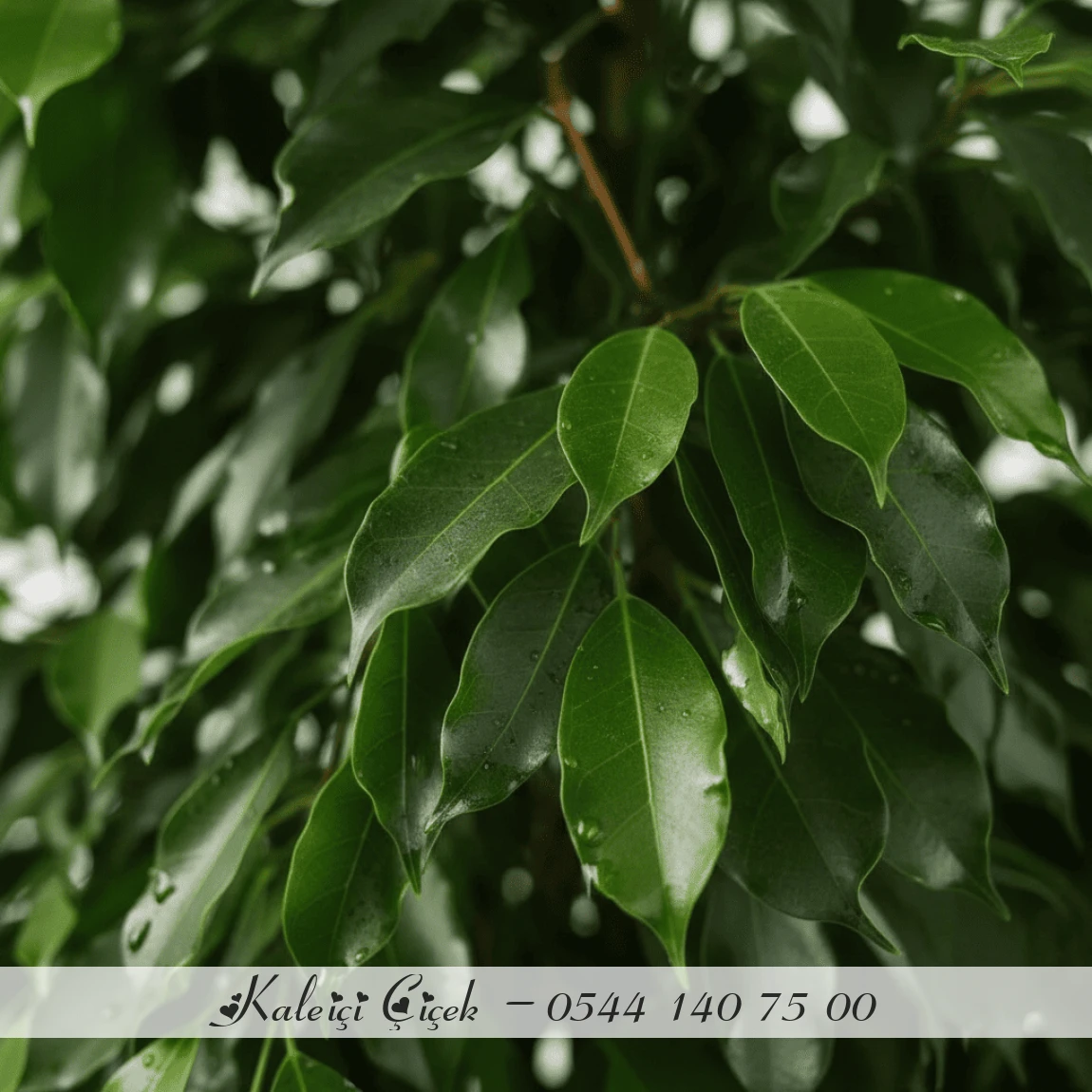 Büyük Boy Ficus Benjamin