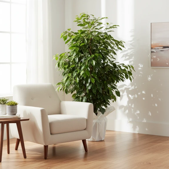 Büyük Boy Ficus Benjamin