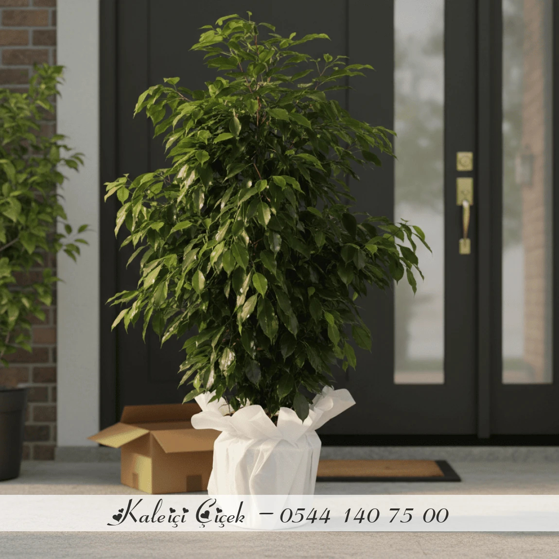 Büyük Boy Ficus Benjamin