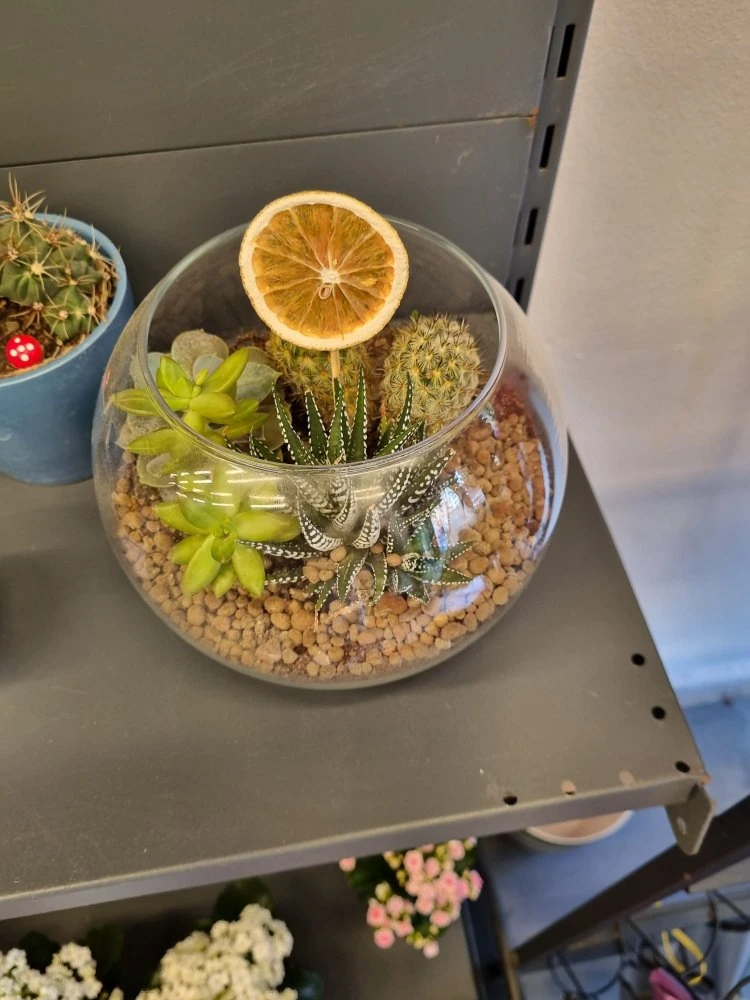 CAM FANUSTA KAKTÜS VE SKULENT