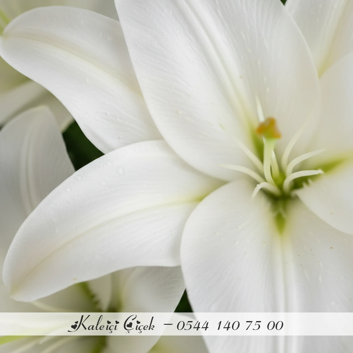 Cam Vazoda Büyük Beyaz Lilyum