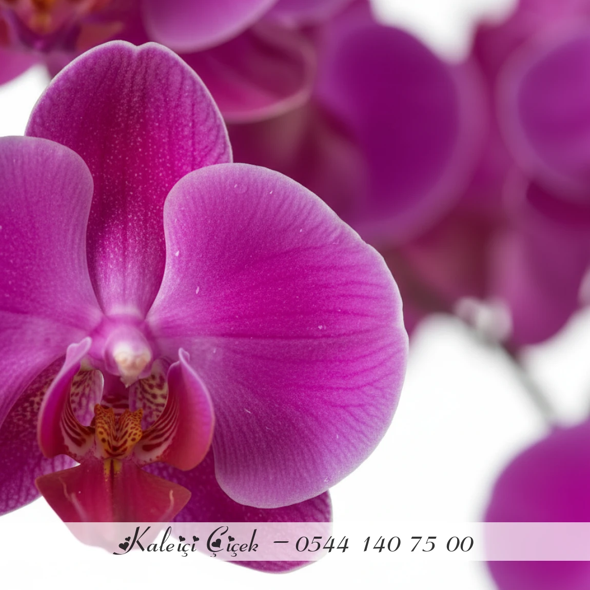 Çift Dal Aşılı İthal 1.Sınıf Fuşya Orkide