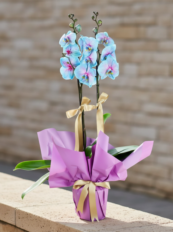 Çift Dal Mavi Pembe Orkide