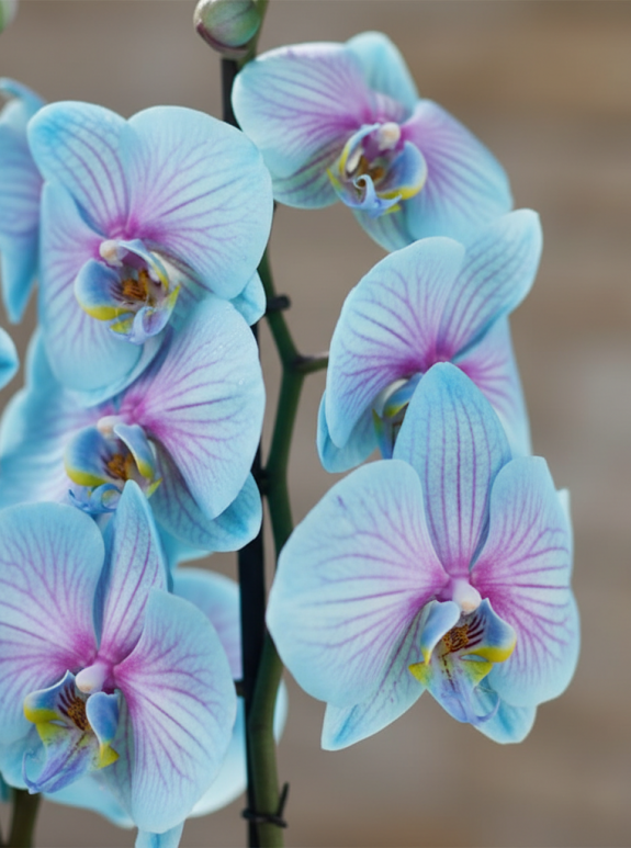 Çift Dal Mavi Pembe Orkide